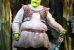 “Shrek the Musical” is a kids show with clever jokes & lyrics for adults